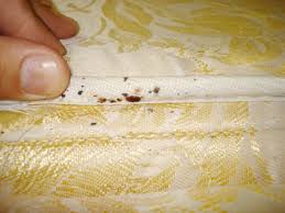 Bedbugs Control in Delhi-Gurgaon